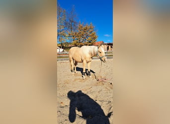 American Quarter Horse, Ruin, 3 Jaar, 140 cm, Palomino