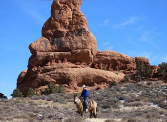 American Quarter Horse, Ruin, 3 Jaar, 142 cm, Buckskin