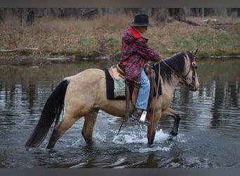 American Quarter Horse, Ruin, 3 Jaar, 142 cm, Buckskin