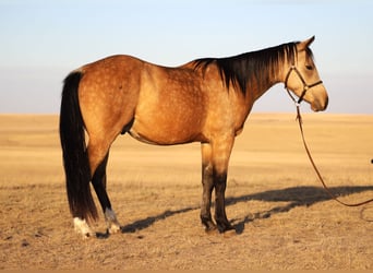 American Quarter Horse, Ruin, 3 Jaar, 142 cm, Buckskin