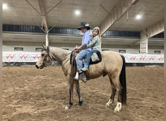 American Quarter Horse, Ruin, 3 Jaar, 142 cm, Buckskin