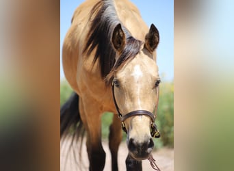 American Quarter Horse, Ruin, 3 Jaar, 142 cm, Buckskin