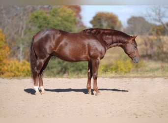 American Quarter Horse, Ruin, 3 Jaar, 142 cm, Donkere-vos