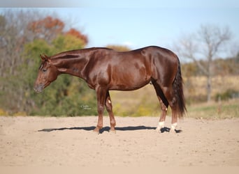 American Quarter Horse, Ruin, 3 Jaar, 142 cm, Donkere-vos