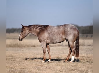 American Quarter Horse, Ruin, 3 Jaar, 142 cm, Roan-Red
