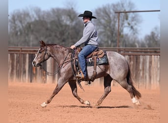 American Quarter Horse, Ruin, 3 Jaar, 142 cm, Roan-Red