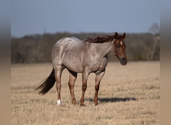 American Quarter Horse, Ruin, 3 Jaar, 142 cm, Roan-Red