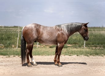 American Quarter Horse, Ruin, 3 Jaar, 142 cm, Roan-Red