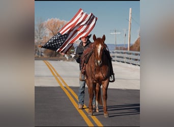 American Quarter Horse, Ruin, 3 Jaar, 142 cm, Roan-Red