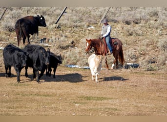 American Quarter Horse, Ruin, 3 Jaar, 142 cm, Roan-Red