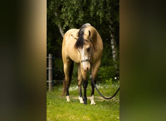 American Quarter Horse, Ruin, 3 Jaar, 143 cm, Buckskin