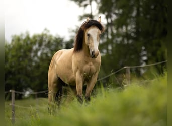 American Quarter Horse, Ruin, 3 Jaar, 143 cm, Buckskin