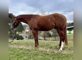 American Quarter Horse, Ruin, 3 Jaar, 143 cm, Donkerbruin