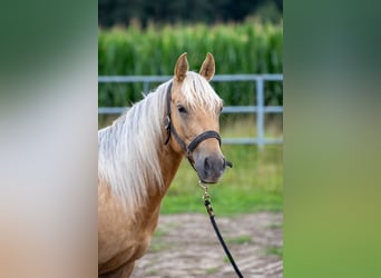 American Quarter Horse, Ruin, 3 Jaar, 144 cm, Palomino
