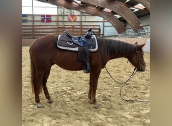 American Quarter Horse, Ruin, 3 Jaar, 144 cm, Vos