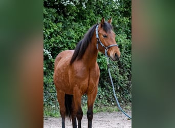 American Quarter Horse, Ruin, 3 Jaar, 145 cm, Bruin