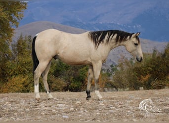 American Quarter Horse, Ruin, 3 Jaar, 145 cm, Buckskin