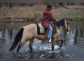 American Quarter Horse, Ruin, 3 Jaar, 145 cm, Buckskin