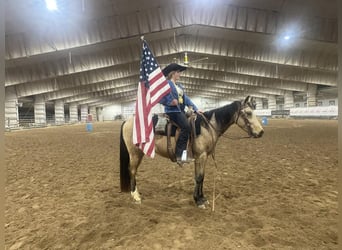 American Quarter Horse, Ruin, 3 Jaar, 145 cm, Buckskin