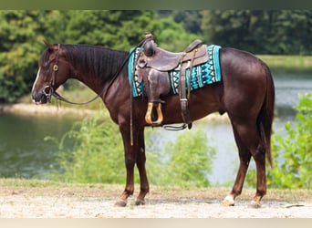 American Quarter Horse, Ruin, 3 Jaar, 145 cm, Donkere-vos