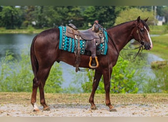 American Quarter Horse, Ruin, 3 Jaar, 145 cm, Donkere-vos