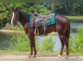 American Quarter Horse, Ruin, 3 Jaar, 145 cm, Donkere-vos