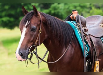 American Quarter Horse, Ruin, 3 Jaar, 145 cm, Donkere-vos
