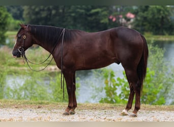 American Quarter Horse, Ruin, 3 Jaar, 145 cm, Donkere-vos