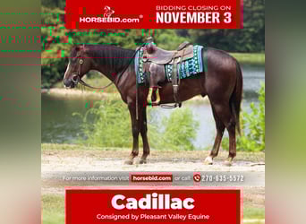 American Quarter Horse, Ruin, 3 Jaar, 145 cm, Donkere-vos