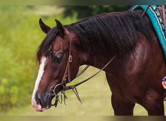 American Quarter Horse, Ruin, 3 Jaar, 145 cm, Donkere-vos