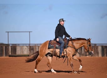 American Quarter Horse, Ruin, 3 Jaar, 145 cm