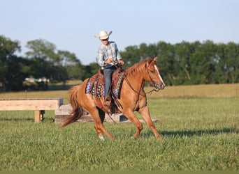 American Quarter Horse, Ruin, 3 Jaar, 145 cm, Red Dun