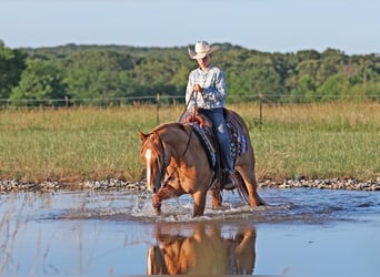 American Quarter Horse, Wallach, 3 Jahre, 145 cm, Red Dun