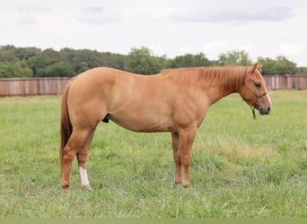 American Quarter Horse, Ruin, 3 Jaar, 145 cm, Red Dun