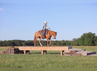 American Quarter Horse, Wallach, 3 Jahre, 145 cm, Red Dun