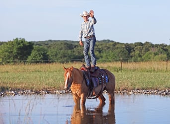 American Quarter Horse, Wallach, 3 Jahre, 145 cm, Red Dun