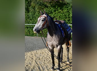American Quarter Horse, Ruin, 3 Jaar, 147 cm, Appelschimmel