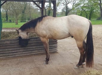 American Quarter Horse, Ruin, 3 Jaar, 147 cm, Buckskin