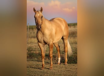 American Quarter Horse, Ruin, 3 Jaar, 147 cm, Dunalino