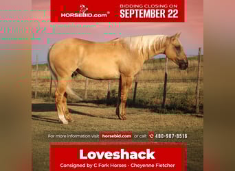 American Quarter Horse, Ruin, 3 Jaar, 147 cm, Dunalino