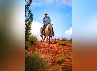 American Quarter Horse, Ruin, 3 Jaar, 147 cm, Dunalino