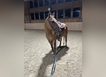 American Quarter Horse, Ruin, 3 Jaar, 147 cm, Red Dun