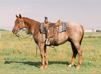 American Quarter Horse, Ruin, 3 Jaar, 147 cm, Roan-Red