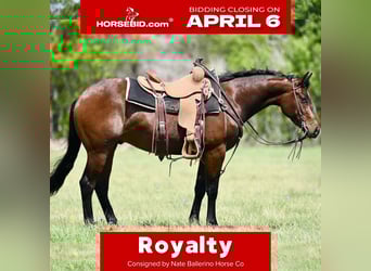 American Quarter Horse, Ruin, 3 Jaar, 147 cm, Roodbruin