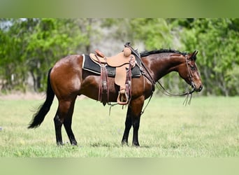American Quarter Horse, Ruin, 3 Jaar, 147 cm, Roodbruin