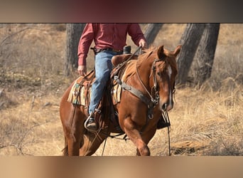 American Quarter Horse, Ruin, 3 Jaar, 147 cm, Roodvos