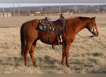 American Quarter Horse, Ruin, 3 Jaar, 147 cm, Roodvos