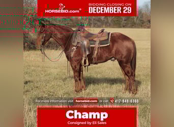 American Quarter Horse, Ruin, 3 Jaar, 147 cm, Roodvos