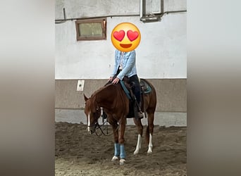 American Quarter Horse, Ruin, 3 Jaar, 147 cm, Vos