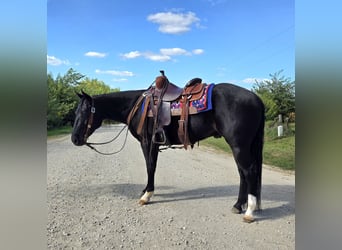 American Quarter Horse, Ruin, 3 Jaar, 147 cm, Zwart